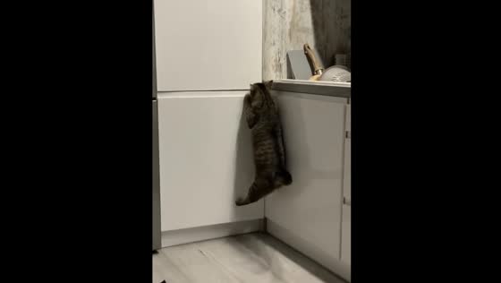 Hungry Pepe the cat successfully opens food drawer in Gdańsk