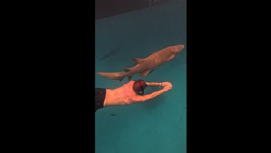 Swimming among sharks in Thinadhoo, Maldives