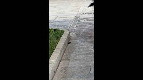 Mouse surrounded by crows while cat watches nearby in Beijing, China