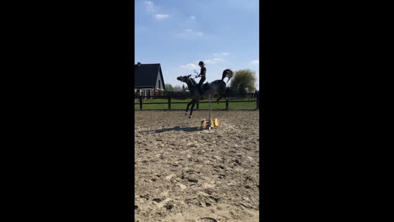 Rider falls off horse after failed jump attempt in Grimbergen, Belgium