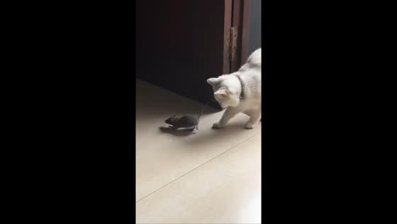 British Shorthair cat drops a live rat inside the house and chases it in Zhejiang, China