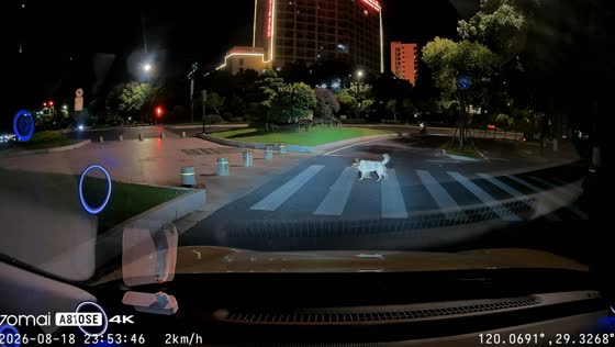 Polite dog waits for car before crossing pedestrian crossing in Zhejiang, China