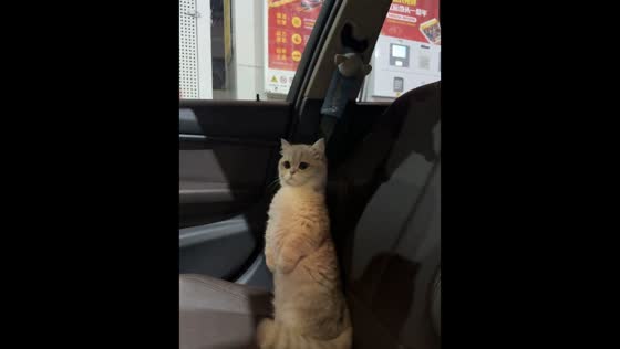 Alert cat sitting upright in car reacts to passerby in Sichuan, China