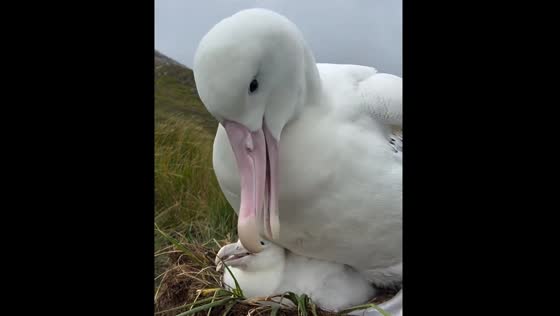 Albatross tries to get comfy with chick in South Georgia