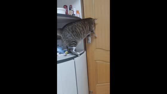 Cat demonstrates problem-solving to open door in Shanghai, China