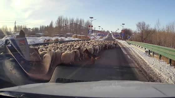 Sheepdog keeps sheep on one side of the road in Mongolia