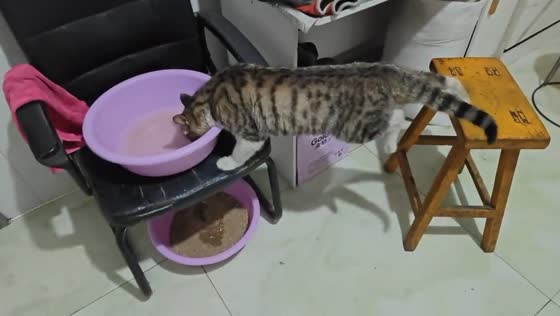 Tabby cat struggles to balance between furniture in Jilin, China
