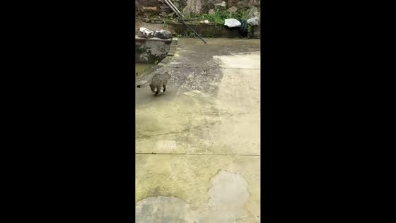 Mouse falls into canal while escaping cat in Hubei, China