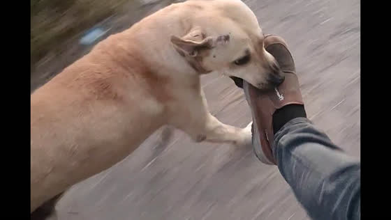 Dog bites motorcycle driver’s foot during ride in Tepic