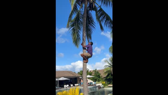 Fiji worker scales coconut tree with ease