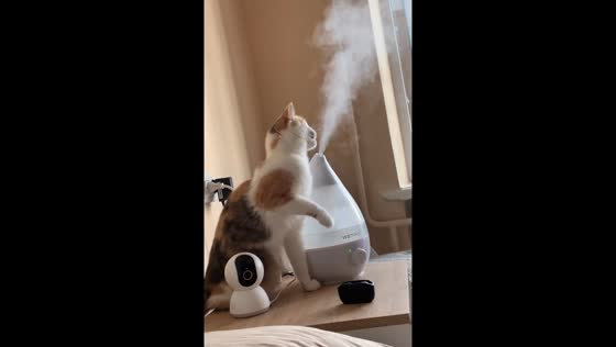Cat plays with humidifier mist in Stryi, Ukraine