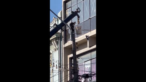 Stubborn cat defies rescue attempts atop pole in Valparaíso