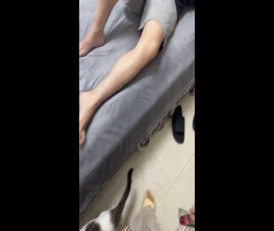 Playful shaving paper prank startles a cat in Shanghai, China