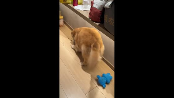 Golden Retriever slips on the way to dinner in Henan, China