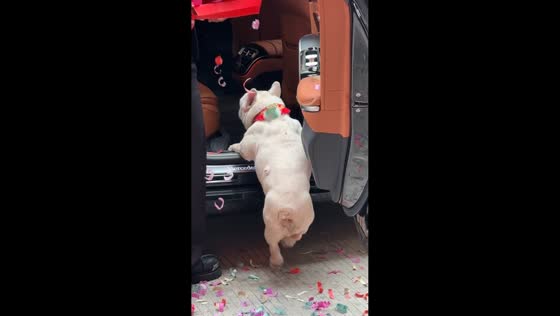 Dog struggles to jump into car during traditional wedding in Fujian, China