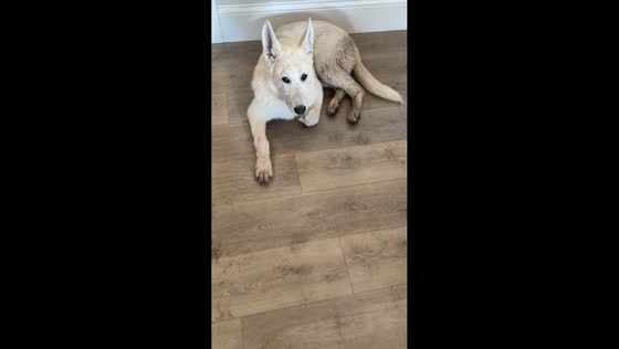 Dogs caught after muddy paw mess inside home in Altoona, Wisconsin, USA