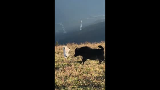 Playful dog backflips after cattle bunt in Sichuan, China