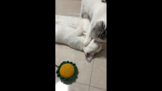 Sleeping cat unbothered by treat in Henan, China
