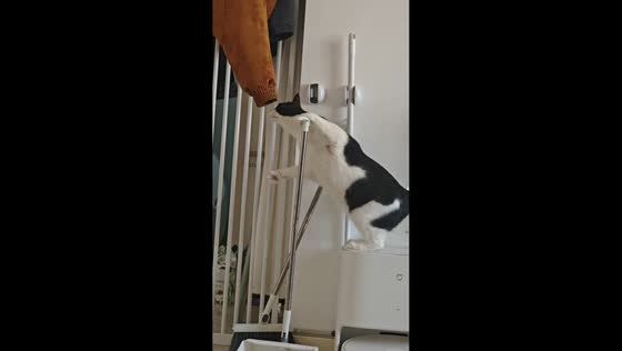 Curious cat falls while exploring hanging jacket in Hebei, China