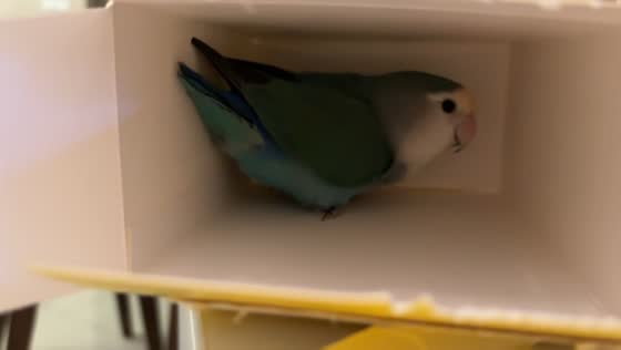 Parrot chats from inside small box in Zhejiang, China