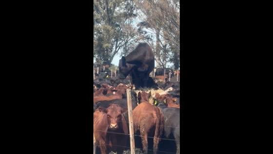 Cow climbs on hay pile during feeding time in Buenos Aires, Argentina