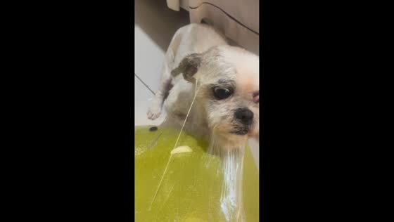 Curious Meg caught stealing cheese in Contagem, Brazil