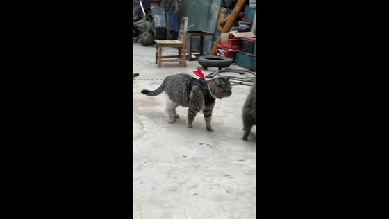 Cat unknowingly pulls metal rod while playing in Anhui, China