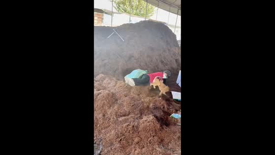 Dog bolts away after woman accidentally falls onto it in Yunnan, China