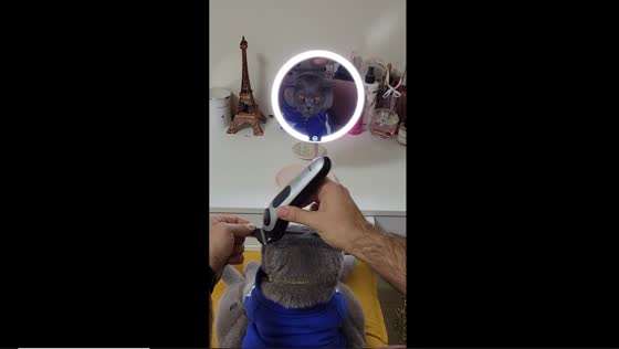Sky the cat receives expert grooming from personal barber in Moscow, Russia