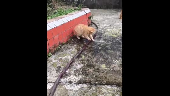 Cat plays with water from a hose in Sichuan