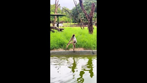 Spider monkey stretches before touching pond water in Barquisimeto, Venezuela