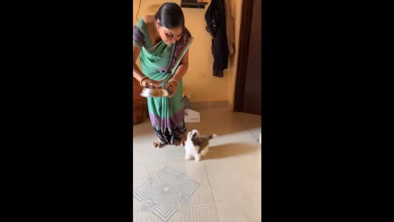 Playful Shih Tzu's antics: impatient pup joins Rajasthani family's culinary adventure!