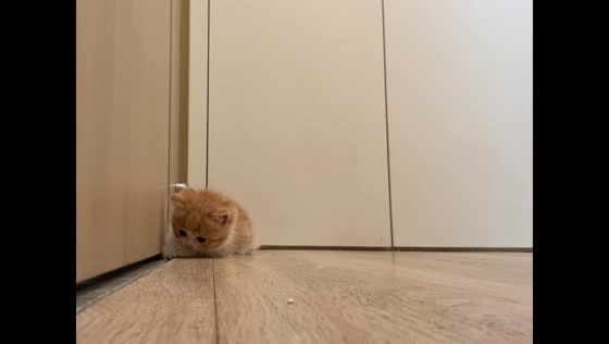Kitten accidentally pushed by opening door in Chongqing, China