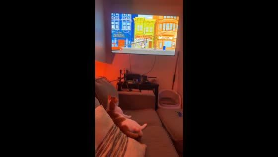 Cat stops playing to watch Bob’s Burgers in New York City, USA