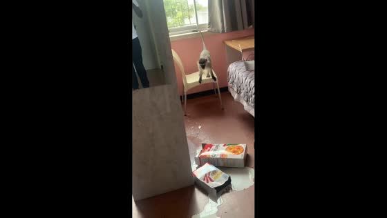 Monkey causes chaos at Nelson Mandela University in Gqeberha, South Africa