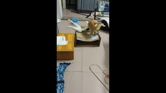 Cat squeezes into cardboard box while orange cat watches in Guangdong, China