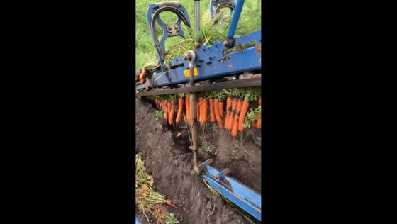 Fascinating carrot harvesting process in Minsk, Belarus