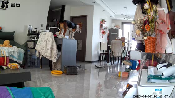Dog howls like singing before gagging in Ningxia, China