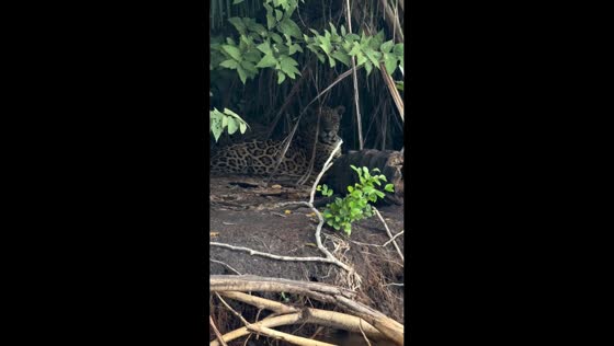 Leopard resting beside river spotted in Mato Grosso do Sul, Brazil
