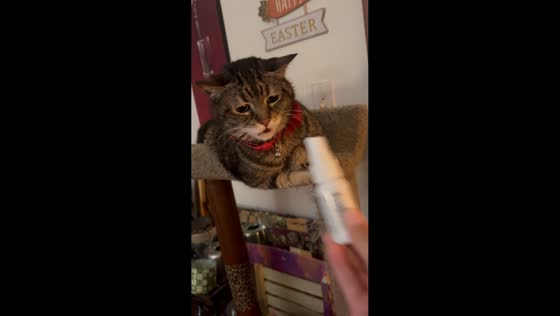 Cat reacts to fart spray in Chicago, Illinois, USA