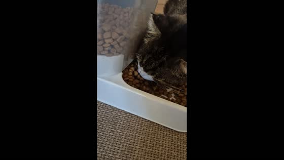 Cat falls asleep face-first in automatic feeder in Avigliana, Italy
