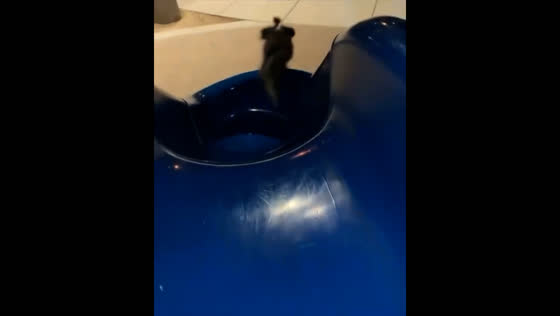 Dog takes a tumble after sliding down a children's slide