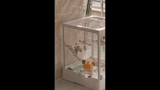 Cockatiel playfully interacts with wooden perch in Jilin, China