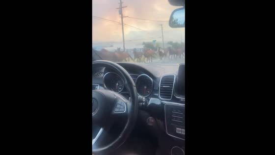 Wild horses evacuate from Davis fire in Nevada 