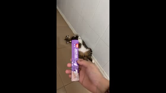 Sleeping cat startles after treat sachet lands on its belly in Guangdong, China