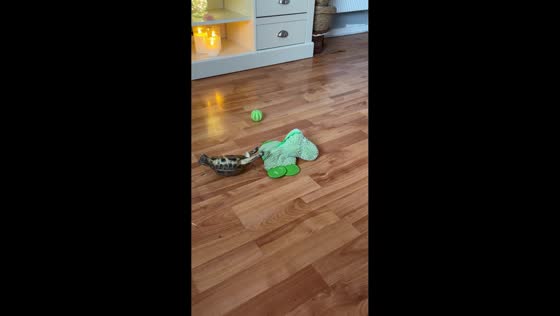 Tortoise Mr. Sheldon hilariously flips over while playing in Greenock, Scotland, UK