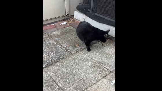 Cat spins in circles trying to shake off lizard in Tampa, Florida