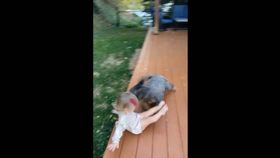 Dog knocks down toddler during play in Pittsburgh