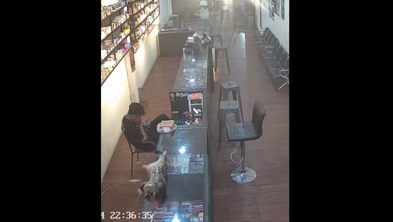 Cat falls off counter while sleeping in store