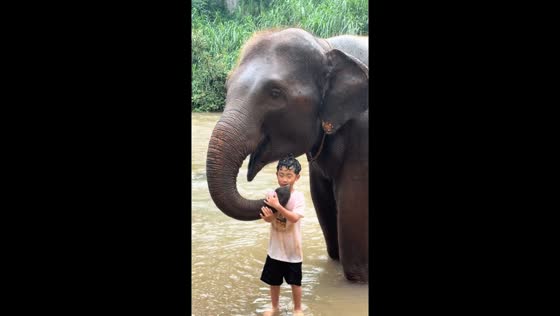 Elephant playfully squirts water on boy in Chiang Mai, Thailand